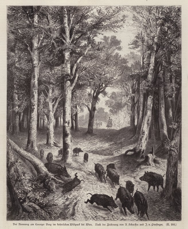 Divoké prase na Lorenzer Berg v Imperial Park ve Vídni, Rakousko (rytina) od European School