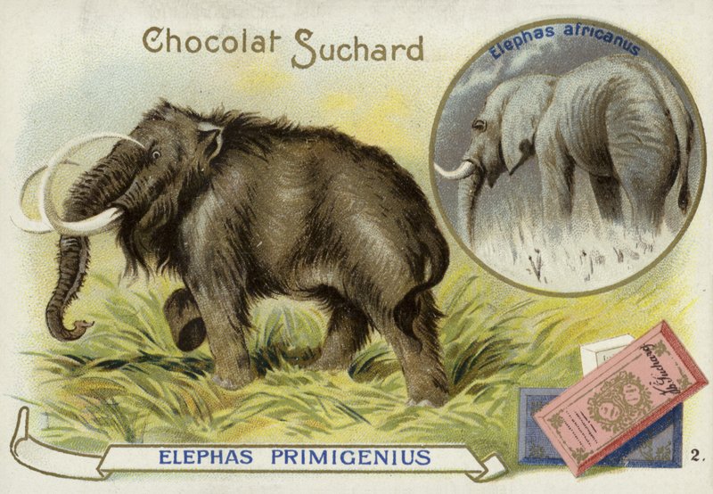 Vlněný mamut a slon africký od European School