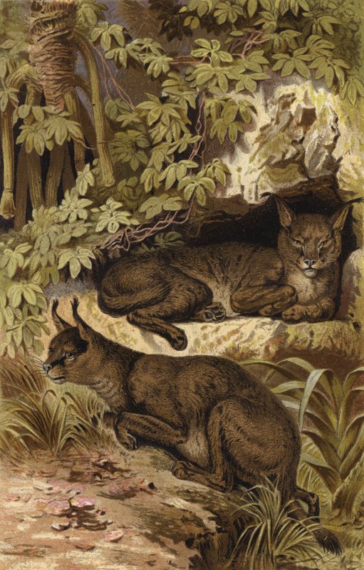 Wustenluchs od European School