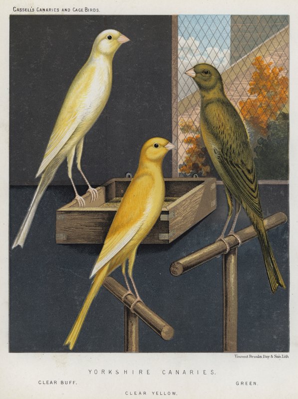 Yorkshire Canaries, Clear Buff, Green, Clear Yellow od European School