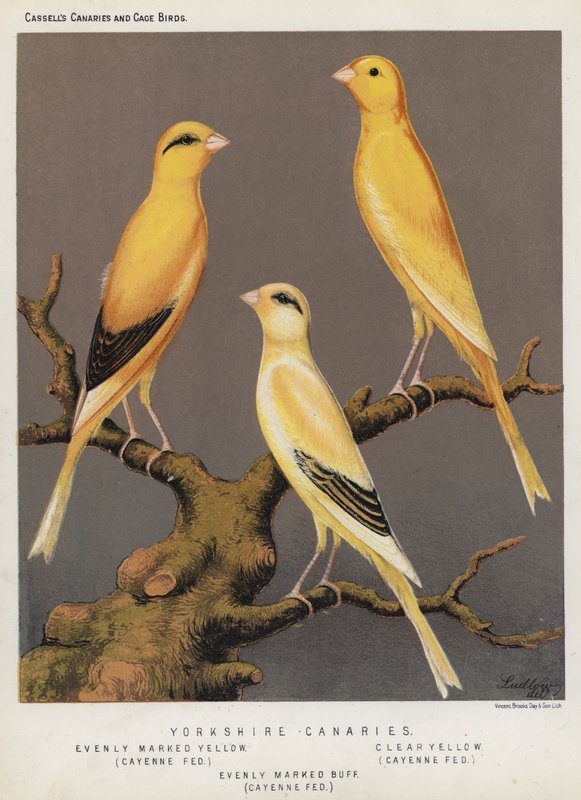 Yorkshire Canaries, rovnoměrně zvýrazněná žlutá, Cayenne Fed, Čistá žlutá, Cayenne Fed, Rovnoměrně značená Buff, Cayenne Fed (barva lito) od European School