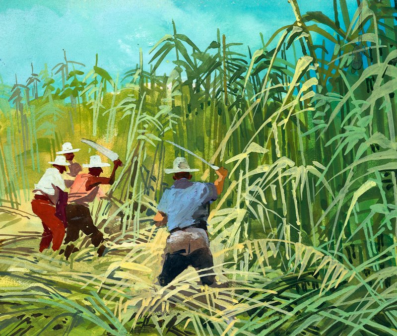 Řezání cukrové třtiny v Argentině od Ferdinando Tacconi