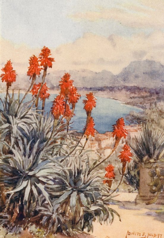 Červené aloe (barevná litografie) od Frances Nesbitt
