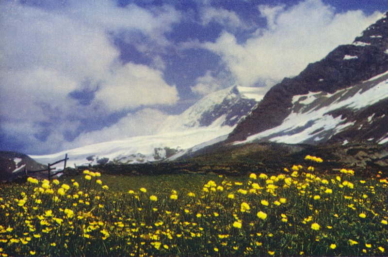 Trollius na průsmyku Simplon (foto) od Francis Sydney Smythe