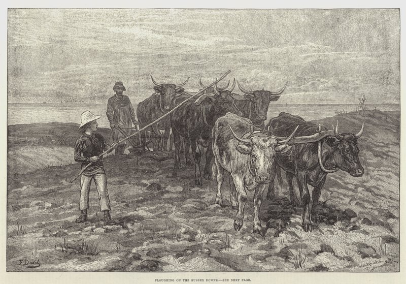 Orba na Sussex Downs od Frank Dadd