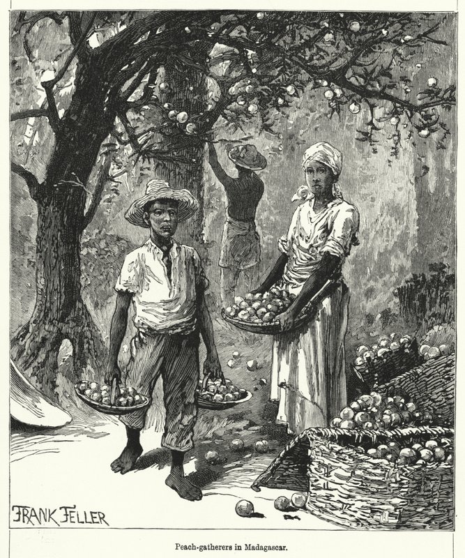 Sběrači broskví na Madagaskaru (rytina) od Frank (after) Feller