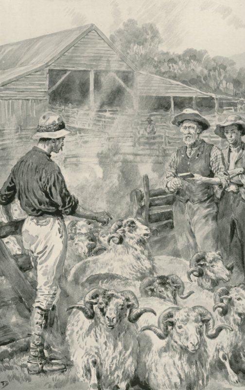Ovčí stanice na Canterbury Plains od Frank Dadd