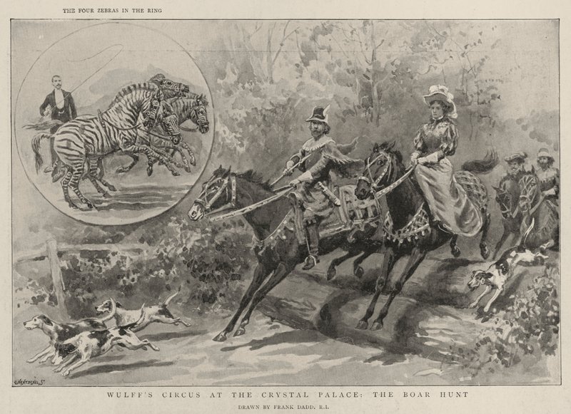 Wulffův cirkus v Křišťálovém paláci, hon na kance od Frank Dadd