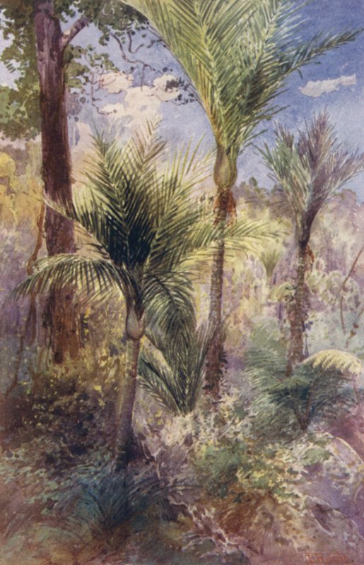 Nový Zéland: Nikau Palms (barevná litografie) od Frank H Wright
