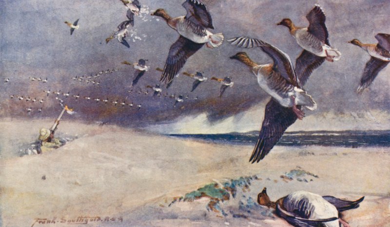 Wild Life in East Anglia: Wild-Goose Shooting (barevná litografie) od Frank Southgate