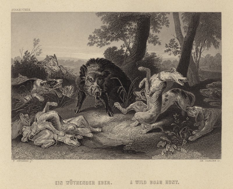 Lov divočáků od Frans Snyders or Snijders