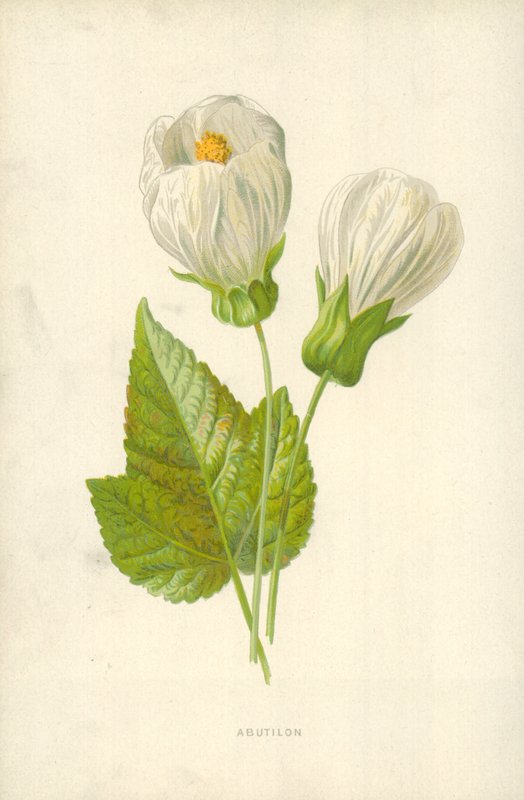 Abutilon od Frederick Edward Hulme