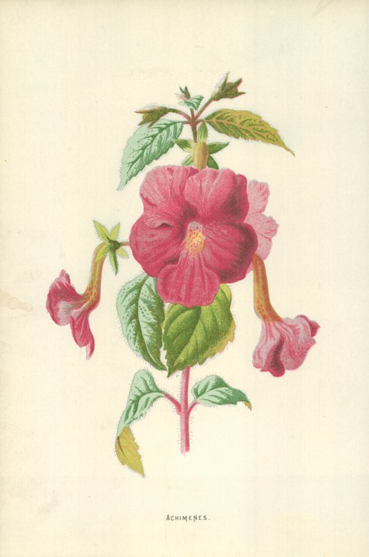 Achimenes od Frederick Edward Hulme