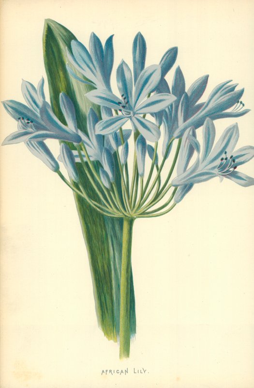Africká lilie od Frederick Edward Hulme