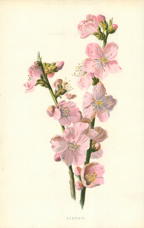 Mandle od Frederick Edward Hulme