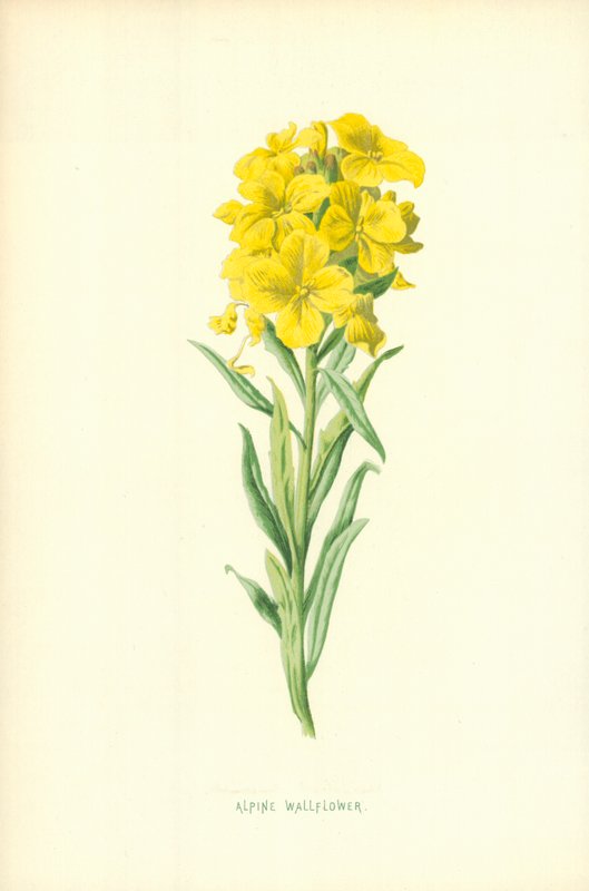 Alpská Wallflower od Frederick Edward Hulme