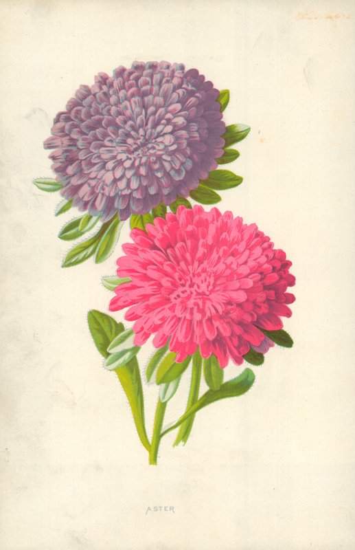 Astra od Frederick Edward Hulme