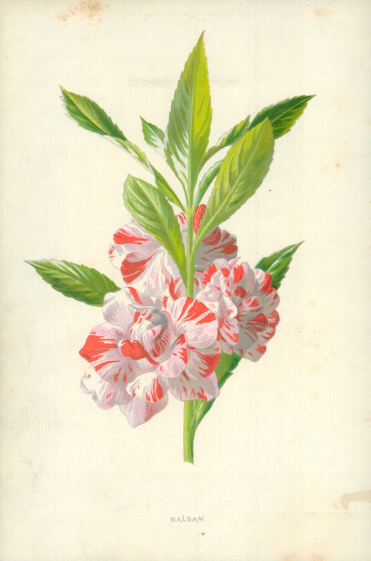 Balzám od Frederick Edward Hulme