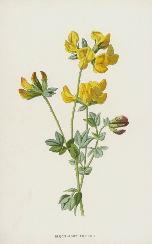 Ptačí trojlístek (chromolitho) od Frederick Edward Hulme