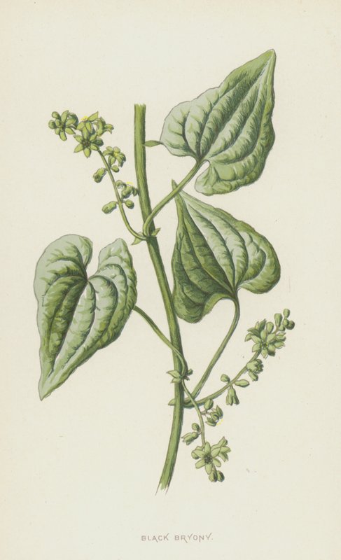 Black Bryony (chromolitho) od Frederick Edward Hulme