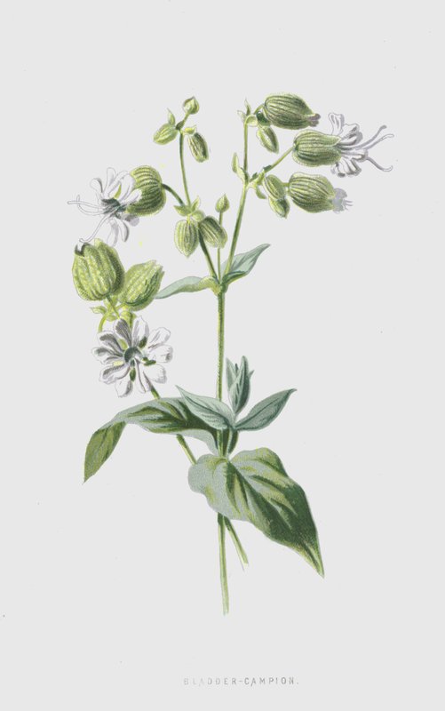 Močový měchýř-Campion (chromolitho) od Frederick Edward Hulme