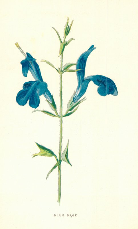 Modrá šalvěj od Frederick Edward Hulme