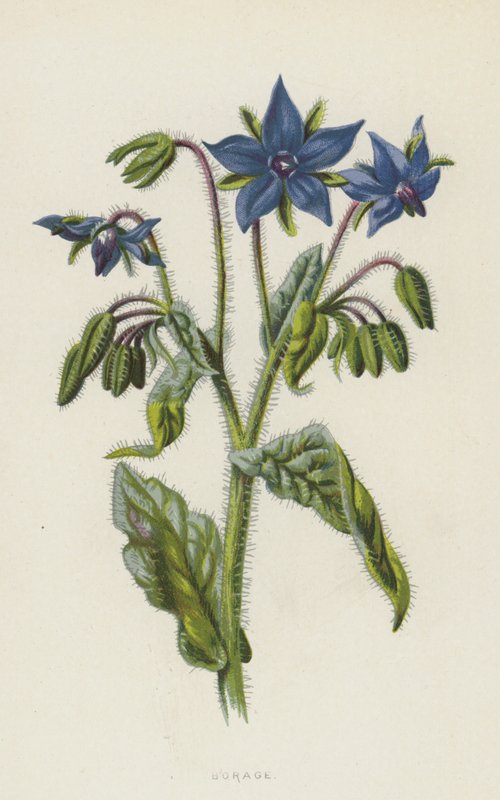 Borák (chromolit) od Frederick Edward Hulme