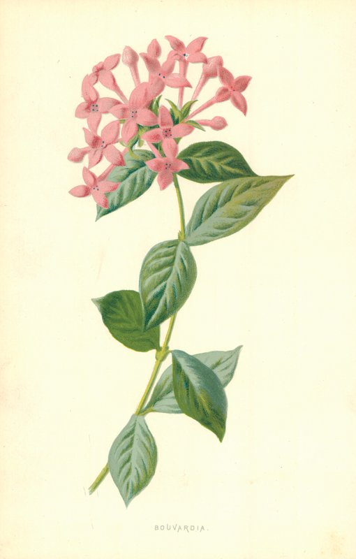 Bouvardia od Frederick Edward Hulme