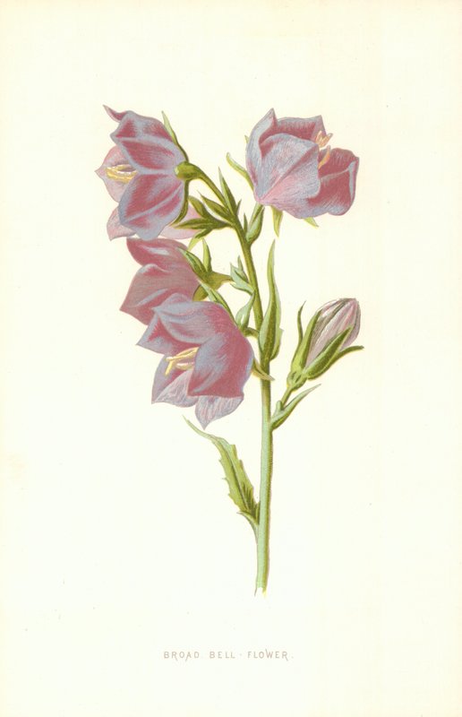 Široký zvonek od Frederick Edward Hulme