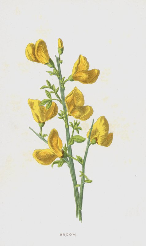 Metla (chromolit) od Frederick Edward Hulme