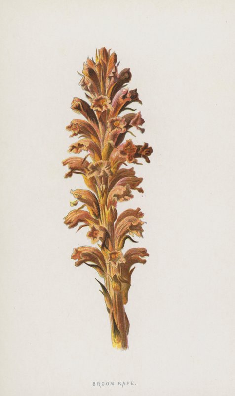 Smeták Řepka (chromolitho) od Frederick Edward Hulme