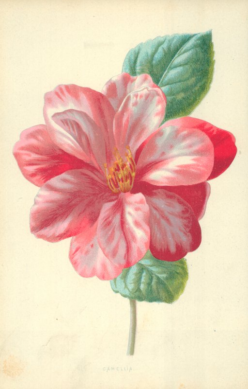Kamélie od Frederick Edward Hulme