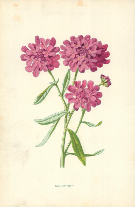 Candytuft od Frederick Edward Hulme
