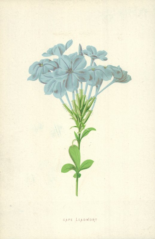 Cape Leadwort od Frederick Edward Hulme
