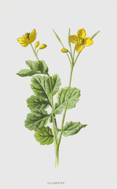 vlaštovičník (chromolitho) od Frederick Edward Hulme