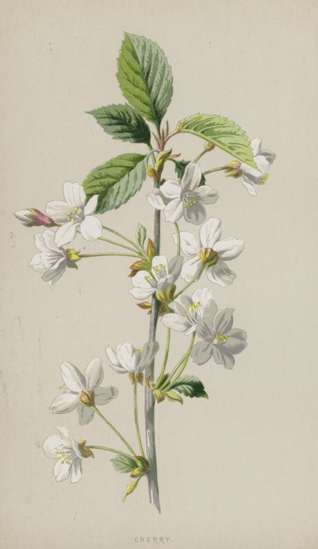 Třešeň (chromolitho) od Frederick Edward Hulme