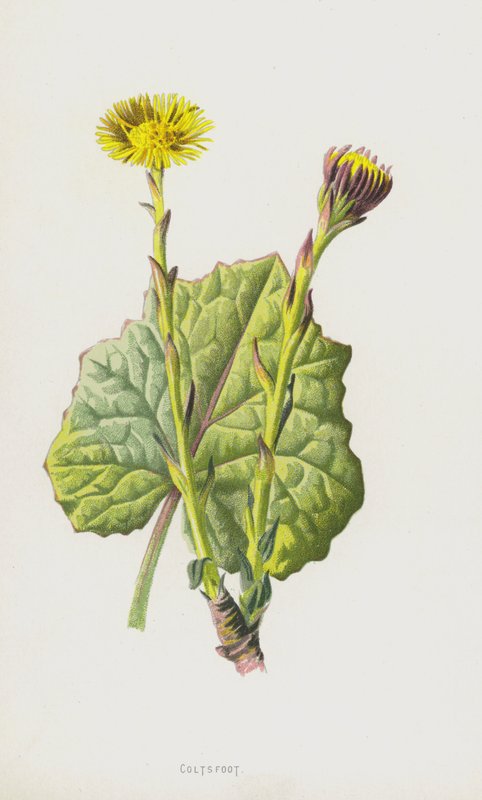 podběl (chromolitho) od Frederick Edward Hulme