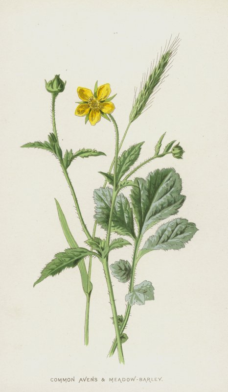 Avens a Luční ječmen (chromolitho) od Frederick Edward Hulme