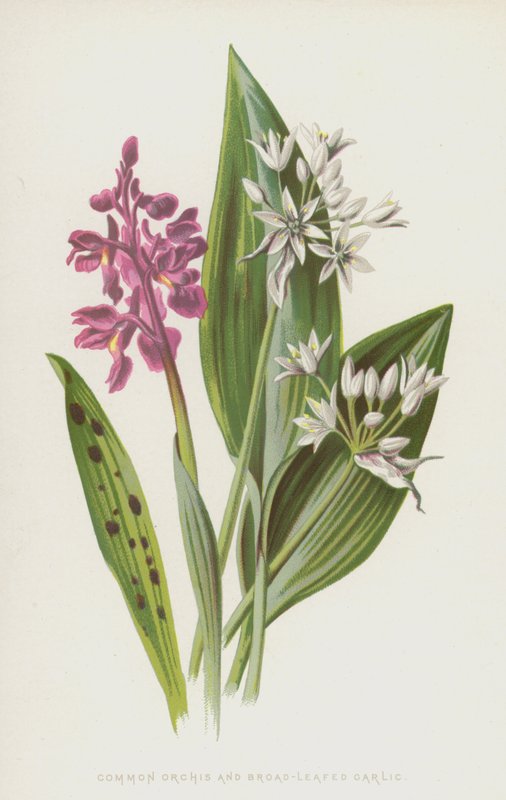 Orchidej obecná a česnek širokolistý (chromolitho) od Frederick Edward Hulme