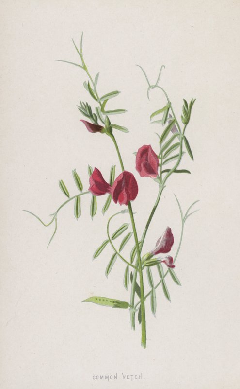 vikev obecná (chromolitho) od Frederick Edward Hulme