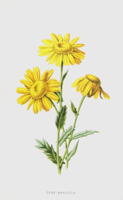 Kukuřičný měsíček (chromolitho) od Frederick Edward Hulme
