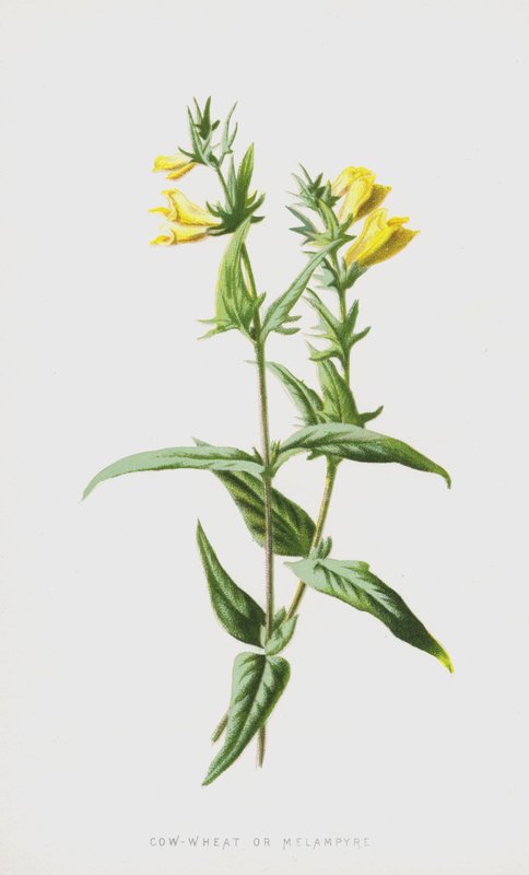 Kravská pšenice nebo Melampyre (chromolitho) od Frederick Edward Hulme