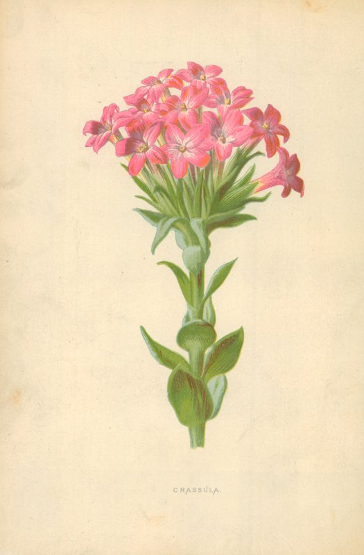 Crassula od Frederick Edward Hulme
