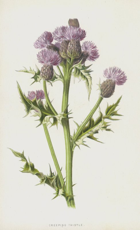 pcháč plazivý (chromolitho) od Frederick Edward Hulme