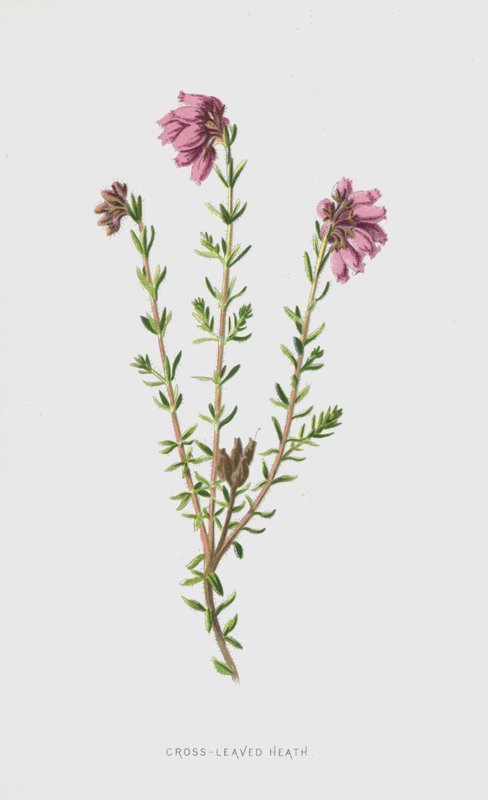 vřesoviště křížolisté (chromolitho) od Frederick Edward Hulme
