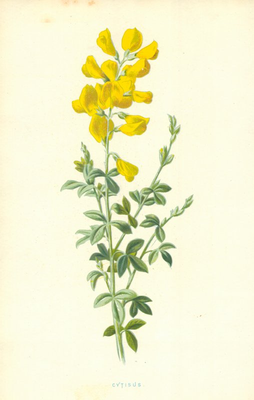 Cytisus od Frederick Edward Hulme