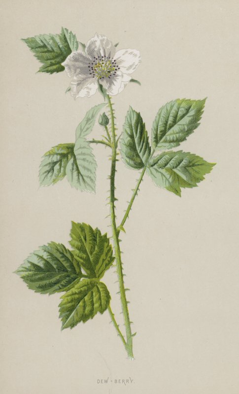 Dew-Berry (chromolitho) od Frederick Edward Hulme