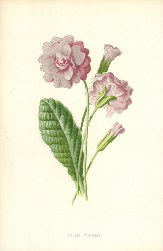 Dvojitá prvosenka od Frederick Edward Hulme
