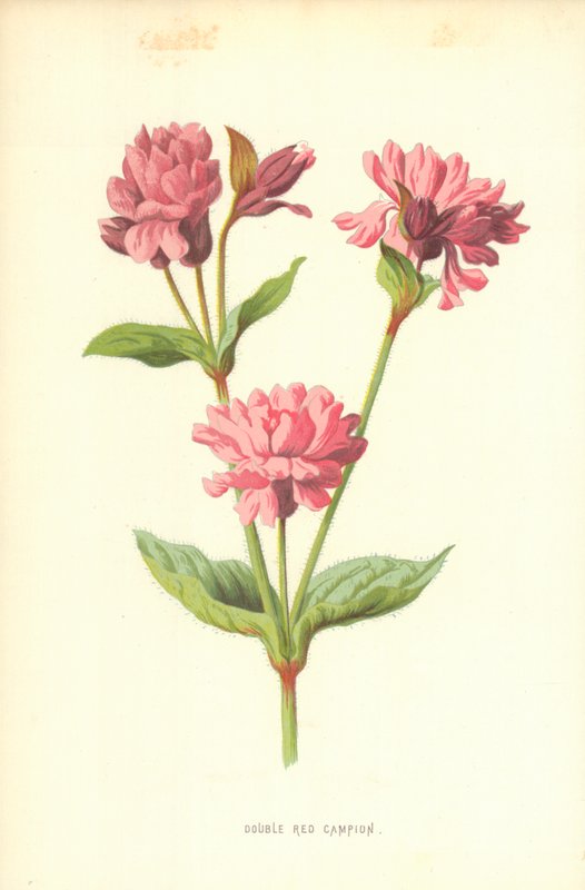 Double Red Campion od Frederick Edward Hulme