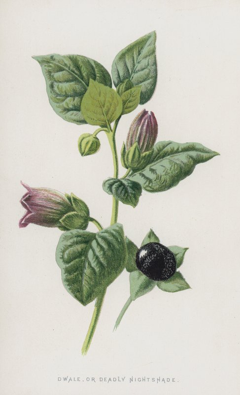 Dwale nebo Deadly Nightshade (chromolitho) od Frederick Edward Hulme